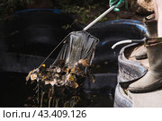 A gardener cleans a decorative pond from foliage and dirt. Construction and cleaning of an ornamental pond in the garden. Landscape design. Стоковое фото, фотограф Photojuli / Фотобанк Лори