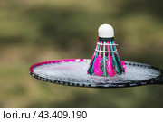 A racket and a shuttlecock on a background of green grass. Playing badminton. A summer sport. Outdoor games. Стоковое фото, фотограф Photojuli / Фотобанк Лори