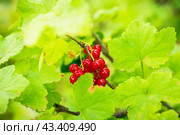 Куст красной смородины со спелыми ягодами. Сад и огород. Малая глубина резкости. Стоковое фото, фотограф Андрей Пустякин / Фотобанк Лори