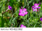Гвоздика полевая (Silene viscaria) Стоковое фото, фотограф Ирина Яровая / Фотобанк Лори