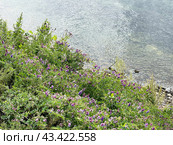 Мышиный горошек, вика многоцветковая (Vicia cracca) на берегу Японского моря. Стоковое фото, фотограф Овчинникова Ирина / Фотобанк Лори