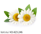 Chamomile flowers. Стоковое фото, фотограф Волошина Мария Ивановна / Фотобанк Лори