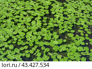 Water lily on the water. lily background, texture. pond overgrown with water lilies. summer background. Top View Green Leaves Lotus or Hardy Lily Plant of Nymphaeaceae family. Стоковое фото, фотограф Павел Муравьев / Фотобанк Лори