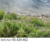 Мышиный горошек, вика многоцветковая (Vicia cracca) на берегу Японского моря. Стоковое фото, фотограф Овчинникова Ирина / Фотобанк Лори