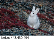Заяц-беляк (Lepus timidus). Белый заяц сидит на склоне горы. Зайцы линяют осенью (летний мех сменяется белым зимним). Осенний сезон в тундре в Арктике. Сентябрь. Животный мир Чукотки. Дикая природа Сибири и Дальнего Востока России. Стоковое фото, фотограф Андрей Степанов / Фотобанк Лори