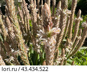 Flowering perennial geophyte Trachyandra falcata (lat. - Trachyandra falcata) Стоковое фото, фотограф Irina Opachevsky / Фотобанк Лори