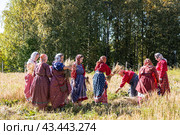 Женщины в русских национальных костюмах на жатве, собирают скошенную рожь в снопы. Фольклорный фестиваль "Борода" на территории Музея деревянного зодчества и народного творчества "Малые Корелы". Архангельская область, Россия (2023 год). Редакционное фото, фотограф Наталья Волкова / Фотобанк Лори