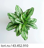 Lush Green and White Patterned Hosta Plant Leaves on Transparent Background, PNG, Concept of Vibrant Flora and Leaf Patterns. Стоковое AI-изображение, AI-художник Ярославский Максим / Фотобанк Лори