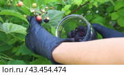 The process of picking ripe blackberries, a man works in black gloves, puts the berries in a glass jar, close-up. Стоковое видео, видеограф Сергей Чайко / Фотобанк Лори