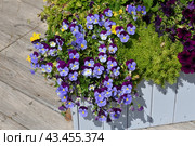 Wooden floor planter with different flowers. Стоковое фото, фотограф Володина Ольга / Фотобанк Лори