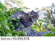 Пушистый кот сидит на дереве. Стоковое фото, фотограф Staryh Luiba / Фотобанк Лори