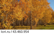 Autumn birch trees with yellow leaves. Background of bright foliage in the wind. Seasonal weather. Picturesque nature in a birch grove. Стоковое видео, видеограф Дмитрий Кобзев / Фотобанк Лори