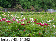 Пионы разных сортов (Paeonia) в Ботаническом саду. Москва (2024 год). Редакционное фото, фотограф Алёшина Оксана / Фотобанк Лори