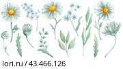 Watercolor wildfloral illustration set. Daisy, forget me not for wedding anniversary, bithday, invitations. Floral illustration isolated on white background. Стоковая иллюстрация, иллюстратор Ekaterina Borovskikh / Фотобанк Лори