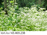 Заросли купыря лесного (Anthriscus) в Главном ботаническом саду им. Н.В. Цицина РАН. Москва (2024 год). Стоковое фото, фотограф Алёшина Оксана / Фотобанк Лори