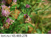 Bumblebee on a clover flower. Стоковое фото, фотограф Andrew_Swarga / Фотобанк Лори