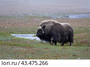 Овцебык на острове Врангеля. Стоковое фото, фотограф Николай Гернет / Фотобанк Лори