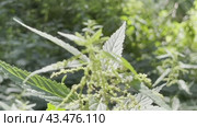 Nettle leaves swing against the background of a summer forest. Natural background. Стоковое видео, видеограф Ярославский Максим / Фотобанк Лори