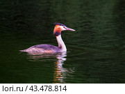 The great crested grebe (Podiceps cristatus) in its natural habitat. Стоковое фото, фотограф Владимир Глинский / Фотобанк Лори