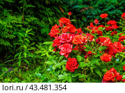 Розы Кордана после дождя. Стоковое фото, фотограф Илья Старков / Фотобанк Лори