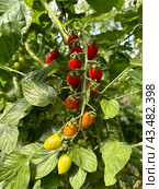 Tomatoes grown in a greenhouse. Стоковое фото, фотограф Irina Opachevsky / Фотобанк Лори