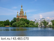 Вид на Ольгин пруд летним днем. Петергоф (2024 год). Стоковое фото, фотограф Анна Карасева / Фотобанк Лори