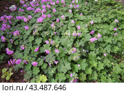 Geranium cantabrigiense is a hybrid flowering plant in the cranesbill family Geraniaceae. It is an hybrid between Geranium dalmaticum and G. macrorrhizum. Long-lasting pink flowers. Budapest, Hungary. Стоковое фото, фотограф Юлия Петровская / Фотобанк Лори