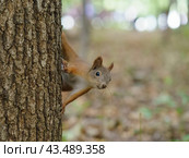Portrait of squirrel on the tree trunk. Wildlife Concepts. Photography of wild animal playing with photographer and posing. Natural light. Стоковое фото, фотограф YuryKara / Фотобанк Лори