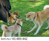 Tree husky dogs (West Siberian Laika) meeting  in the city park in sunny summer day. Concepts of walking with pets. Dogs look at each other warily. Natural lights. Стоковое фото, фотограф YuryKara / Фотобанк Лори