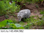 Красивая серая британская кошка крадется в саду летом. Стоковое фото, фотограф Дмитрий Петров / Фотобанк Лори