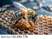 A bee sitting on a honeycomb close-up. Macro photography. Стоковое AI-изображение, AI-художник Photojuli / Фотобанк Лори