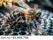 A bee sitting on a honeycomb close-up. Macro photography. Стоковое AI-изображение, AI-художник Photojuli / Фотобанк Лори