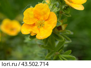 Cinquefoil in the garden close up. Стоковое фото, фотограф Argument / Фотобанк Лори