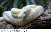 An albino snake with yellow eyes lies curled up on a tree. Стоковое AI-изображение, AI-художник Anastacia Gaikova / Фотобанк Лори