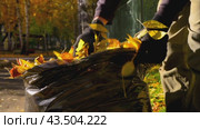 Janitor removes autumn leaves into a bag. Seasonal work in the yard. Стоковое видео, видеограф Дмитрий Кобзев / Фотобанк Лори