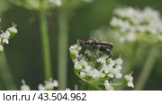 Жук узконадкрылка жёлтоногая (Oedemera flavipes) на белом цветке. Стоковое видео, видеограф Mixail59 / Фотобанк Лори