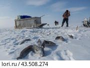 Подледный лов рыбы в Обской губе на Ямале (2018 год). Редакционное фото, фотограф Николай Гернет / Фотобанк Лори