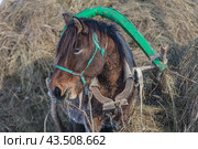 Тягловые лошади в Мезенском районе Архангельской области (2018 год). Стоковое фото, фотограф Николай Гернет / Фотобанк Лори