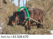 Тягловые лошади в Мезенском районе Архангельской области (2018 год). Стоковое фото, фотограф Николай Гернет / Фотобанк Лори