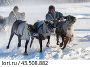 Гонки на оленях по Канинской тундре в Ненецком автономном округе (2021 год). Стоковое фото, фотограф Николай Гернет / Фотобанк Лори