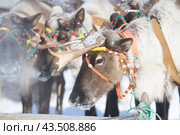 Гонки на оленях по Канинской тундре в Ненецком автономном округе (2013 год). Стоковое фото, фотограф Николай Гернет / Фотобанк Лори