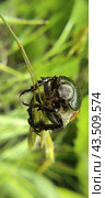 Хлебный жук (Anisoplia austriaca) Стоковое фото, фотограф Роман Загиров / Фотобанк Лори