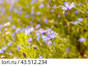 Summer landscape with bright blooming cornflowers in the field. Стоковое фото, фотограф Татьяна Яцевич / Фотобанк Лори