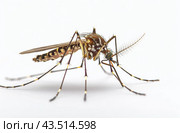 Close-Up of a Mosquito on a White Background. Стоковое AI-изображение, AI-художник Юлия Гапеенко / Фотобанк Лори