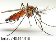 Close-Up of a Mosquito With Blood-Filled Abdomen. Стоковое AI-изображение, AI-художник Юлия Гапеенко / Фотобанк Лори