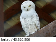 Белая, или полярная сова. Портрет крупным планом. Стоковое фото, фотограф Лариса Гордеева / Фотобанк Лори
