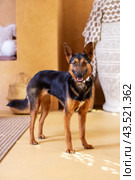 A brown and black Herding dog standing in a living room. Стоковое фото, фотограф Аксенова Вера / Фотобанк Лори
