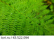 Green leaf fern closeup. Perfect for a natural background. Стоковое фото, фотограф Андрей Степанов / Фотобанк Лори