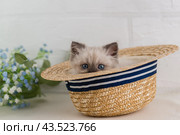 Озорной голубоглазый котенок окраса колор-поинт выглядывает из летней соломенной шляпы. Стоковое фото, фотограф Наталья Гармашева / Фотобанк Лори