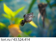 Aquarist, aqua fish. Poecilia,   Mollienesia is a genus of fish of the family of viviparous fishtooths (Peciliaceae), widespread among aquarists around the world. Стоковое фото, фотограф Evgenii Predibailo / Фотобанк Лори